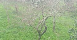 CASA CON VISTAS AL MAR EN PALMEIRA