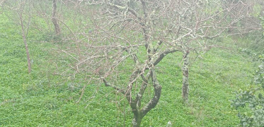 CASA CON VISTAS AL MAR EN PALMEIRA